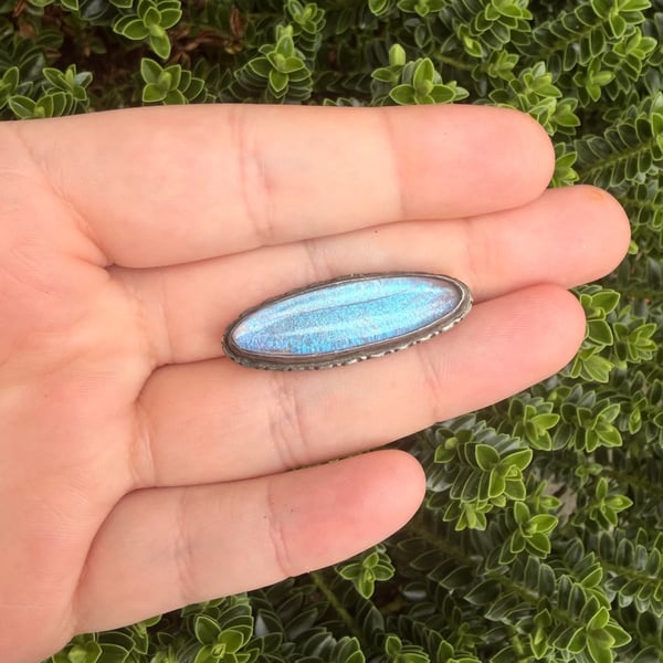 Vintage Silver Butterfly Wing Brooch Blue Morpho Oval Panel Real Pin - 2
